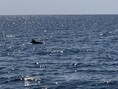 Delphinsichtung vom Kat aus